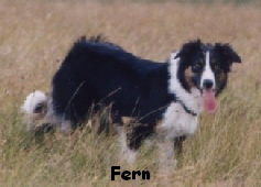 Fern