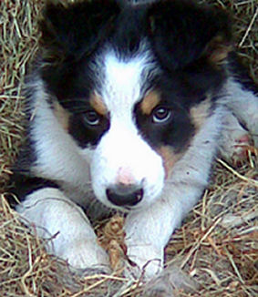 Naldo0309 Naldo0309